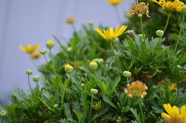 0915Euryops2.jpg