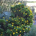 0923Euryops1.jpg