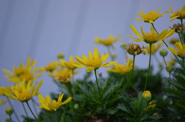 0924Euryops4.jpg