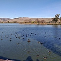 1231LakeBird4.jpg