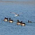 1231LakeBird7.jpg