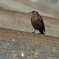 1231LakeBird31.jpg