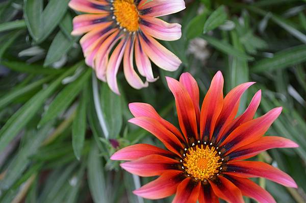 0915Gazania1.jpg