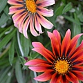 0915Gazania1.jpg