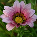 1006Gazania2.jpg