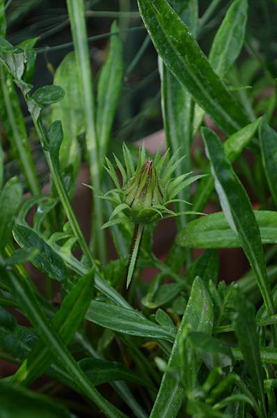 1006Gazania3.jpg