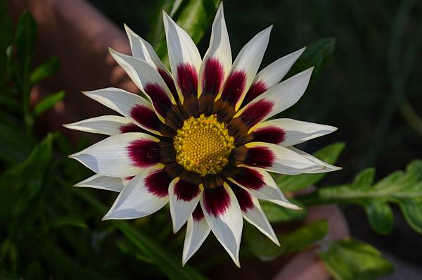 1006Gazania1.jpg