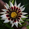 1006Gazania1.jpg