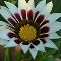 1007Gazania1.jpg