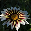 1013Gazania2.jpg