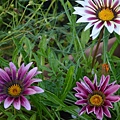 1015Gazania1.jpg