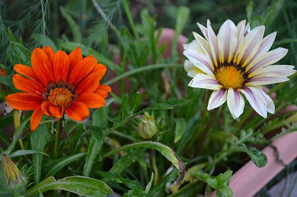 1016Gazania1.jpg