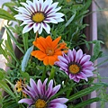 1017Gazania1.jpg