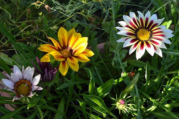 1013Gazania1.jpg