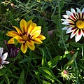 1013Gazania1.jpg