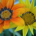 1020Gazania1.jpg