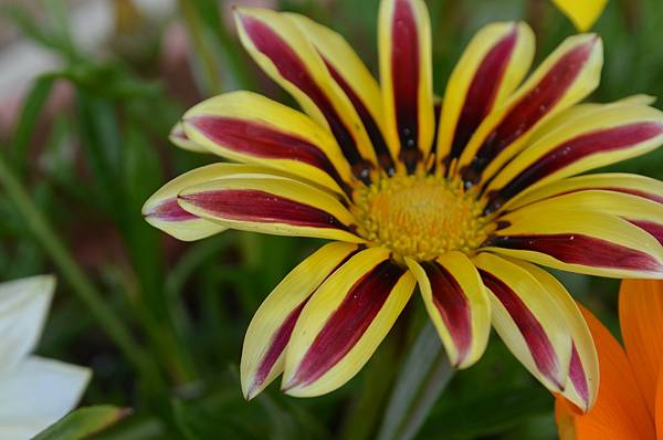 1025Gazania2.jpg