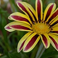 1025Gazania2.jpg