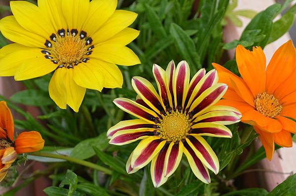 1025Gazania1.jpg