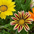 1025Gazania1.jpg