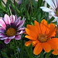 1018Gazania1.jpg