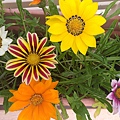 1025Gazania6.jpg