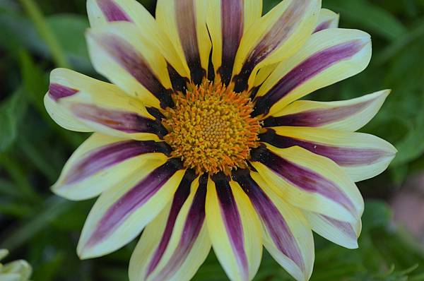 1029Gazania2.jpg