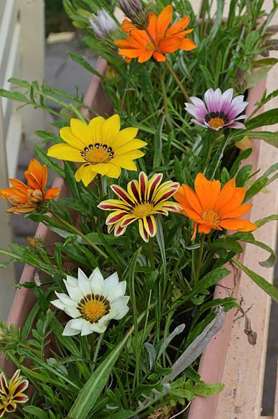 1025Gazania4.jpg