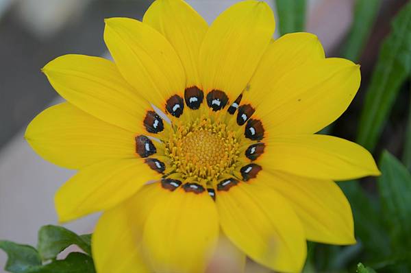 1029Gazania1.jpg