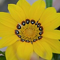 1029Gazania1.jpg