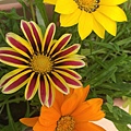 1025Gazania5.jpg