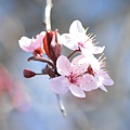 0228RedPlum1.jpg