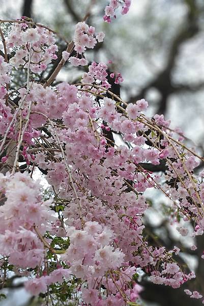 0315CherryBlossom1.jpg