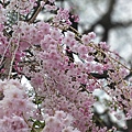 0315CherryBlossom1.jpg