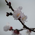 0303Apricot1.jpg