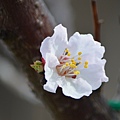 0303Apricot3.jpg