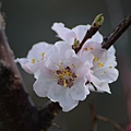 0303Apricot4.jpg