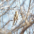 0207Bird1.jpg