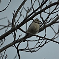 0225Bird2.jpg