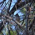 0301Bird3.jpg