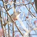 0301Bird5.jpg