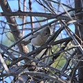 0301Bird4.jpg