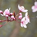 0303RedPlum4.jpg