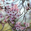 0305RedPlum1.jpg