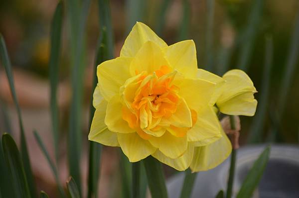 0317Daffodial1.jpg