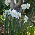 0329Daffodial1.jpg