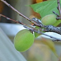 0416Apricot1.jpg