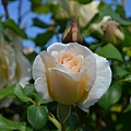 0503Rose1.jpg