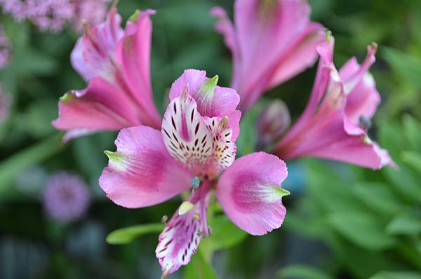 0505PeruvianLily1.jpg