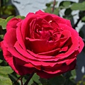 0514Rose1.jpg